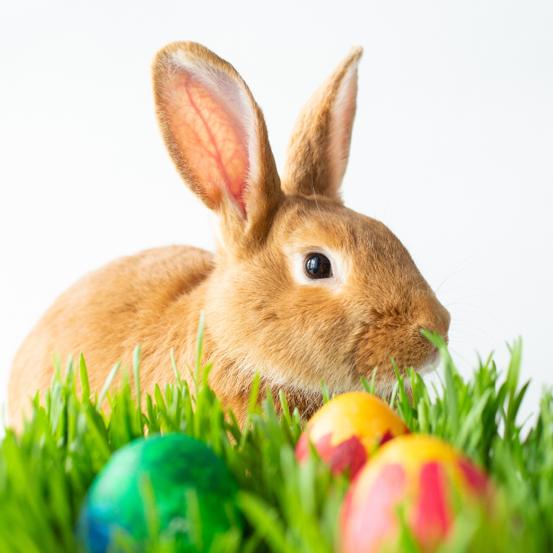 Image for Easter Weekend at the Ocean Star Museum