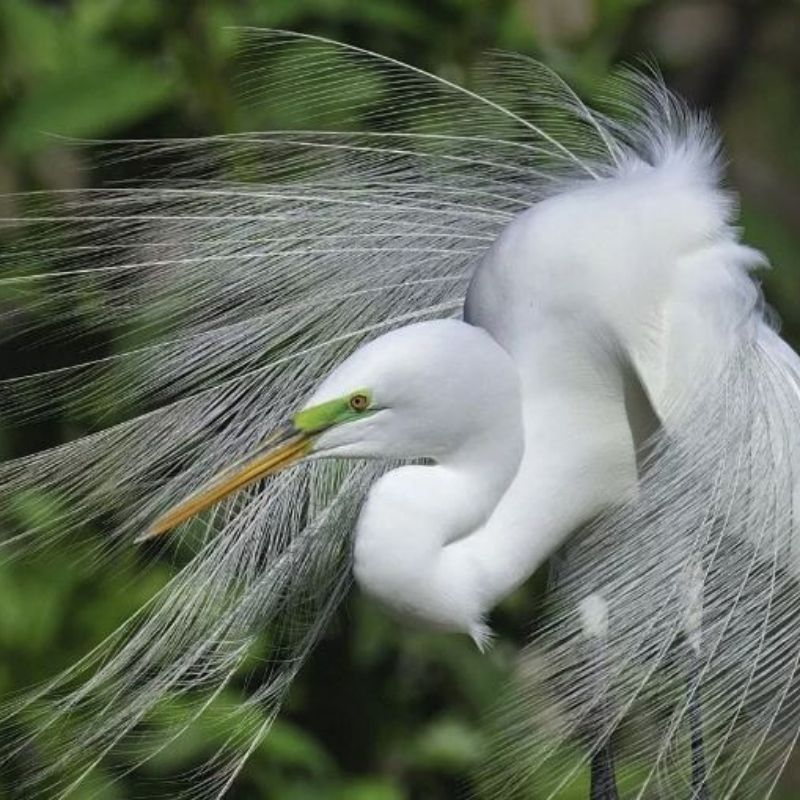 Image for FeatherFest