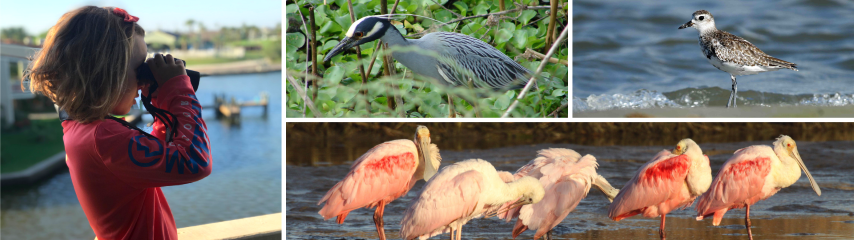 bird watching on galveston island