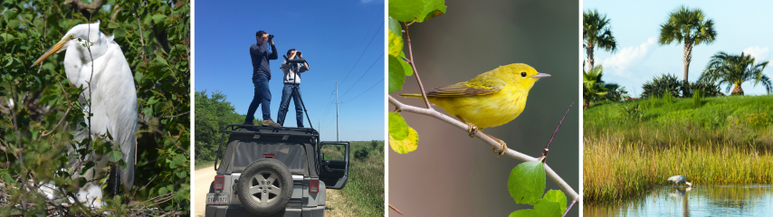 collage of people birding and different types of birds in galveston